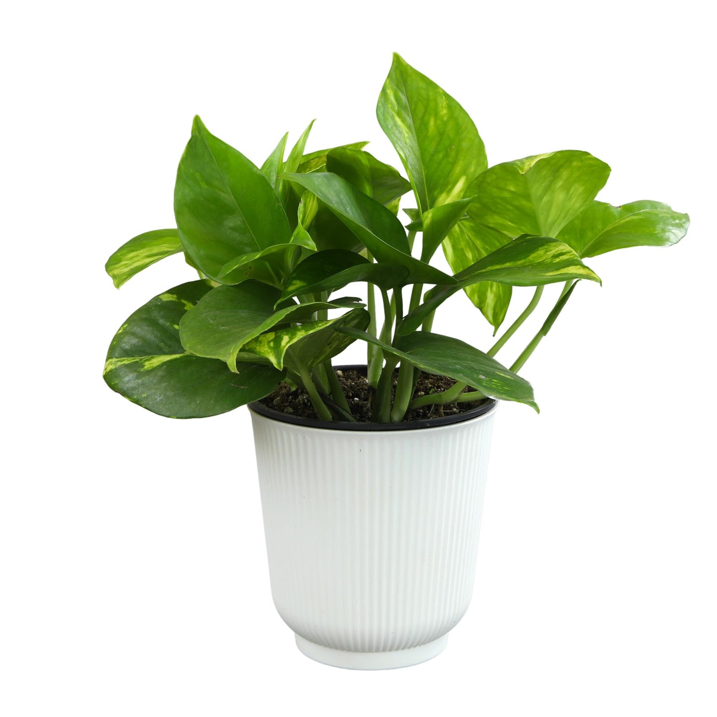 Altman Plants Golden Pothos Live Plant Decor, Real Pothos Plant with 4 Inch White Plastic Plant Pot, Desk Plant & Office Plant, Plant Gift, Easy to Grow House Plant in Indoor Plant Potting Soil Mix