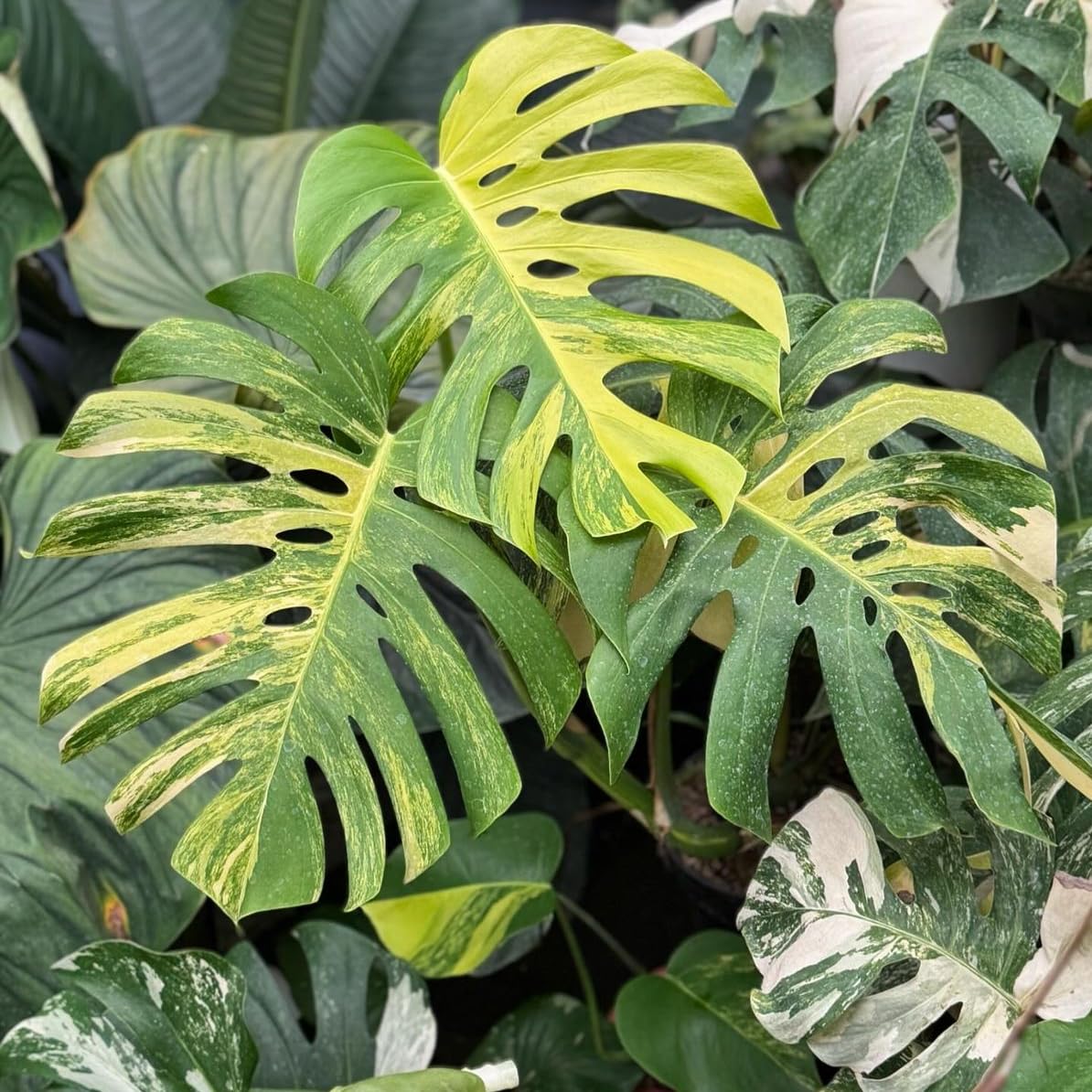 300+ Monstera Deliciosa Seeds for Planting Outdoor-Grow Your Own Rare Indoor Garden