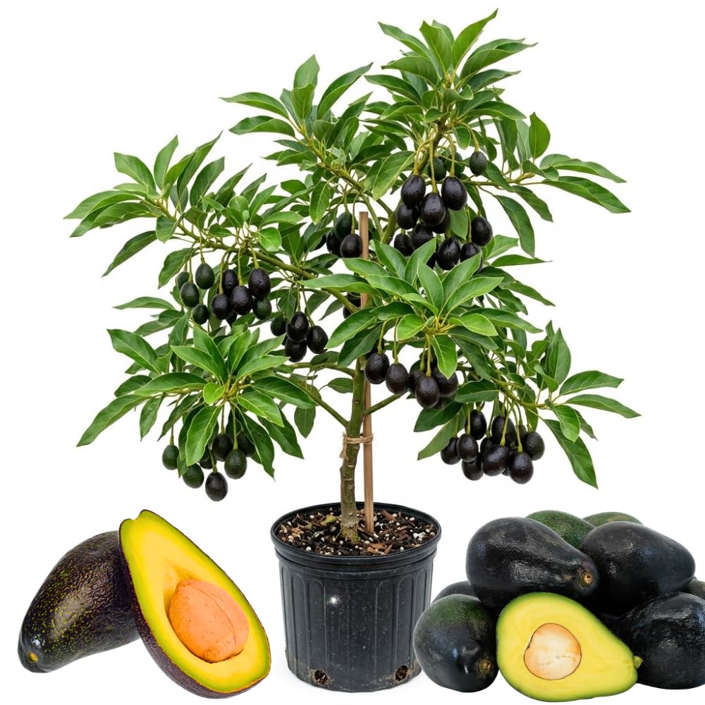 Dwarf Avocado Plant Live, Avocado Fruit Tree in 3 Gallon Pot, Cold Hardy Avocado Plant for Container or Garden, 1-2 Feet Tall, No Ship to CA