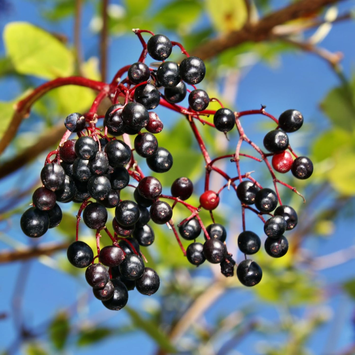 Elderberry Plant Live, 6-12" Height, Hardy Perennial Black Elderberry Bush for Outdoor Planting, in Pot