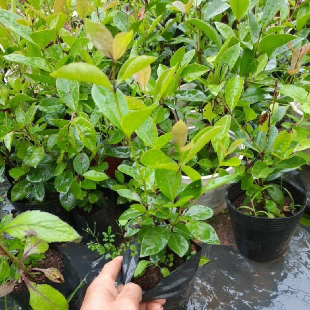 Fragrant Guava Tree Live Plant, Well Rooted 4"-10" in Tall, Tropical Fruit Guavas for Gardening, Zones 9-11 (Strawberry Cherry)