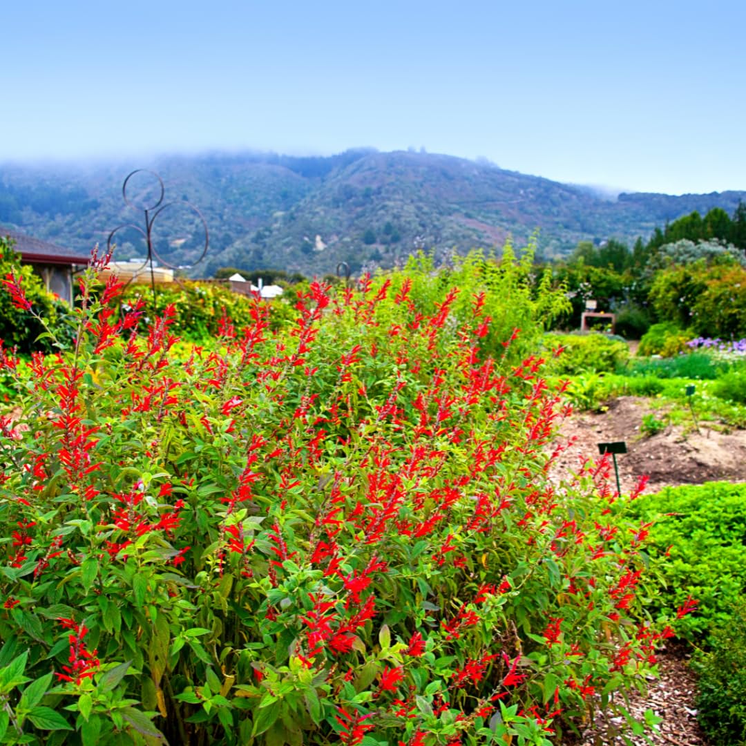 Yunaksea Pineapple Salvia Perennial Live Plant in 4 Inc Pot, Long Bloomer Red Salvia Sage Plant Live, Live Salvia Bush Shrub for Planting