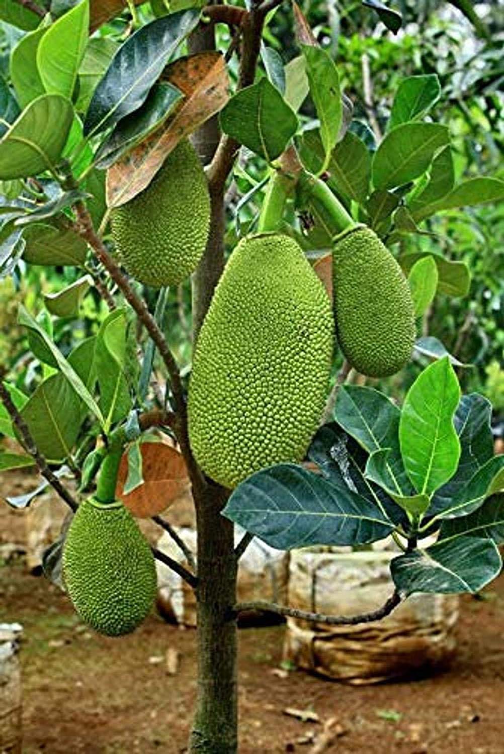 Healthy Live Plant of Jackfruit Artocarpus Heterophyllus Jack Fruit Seedling Plant Tree 7-12"
