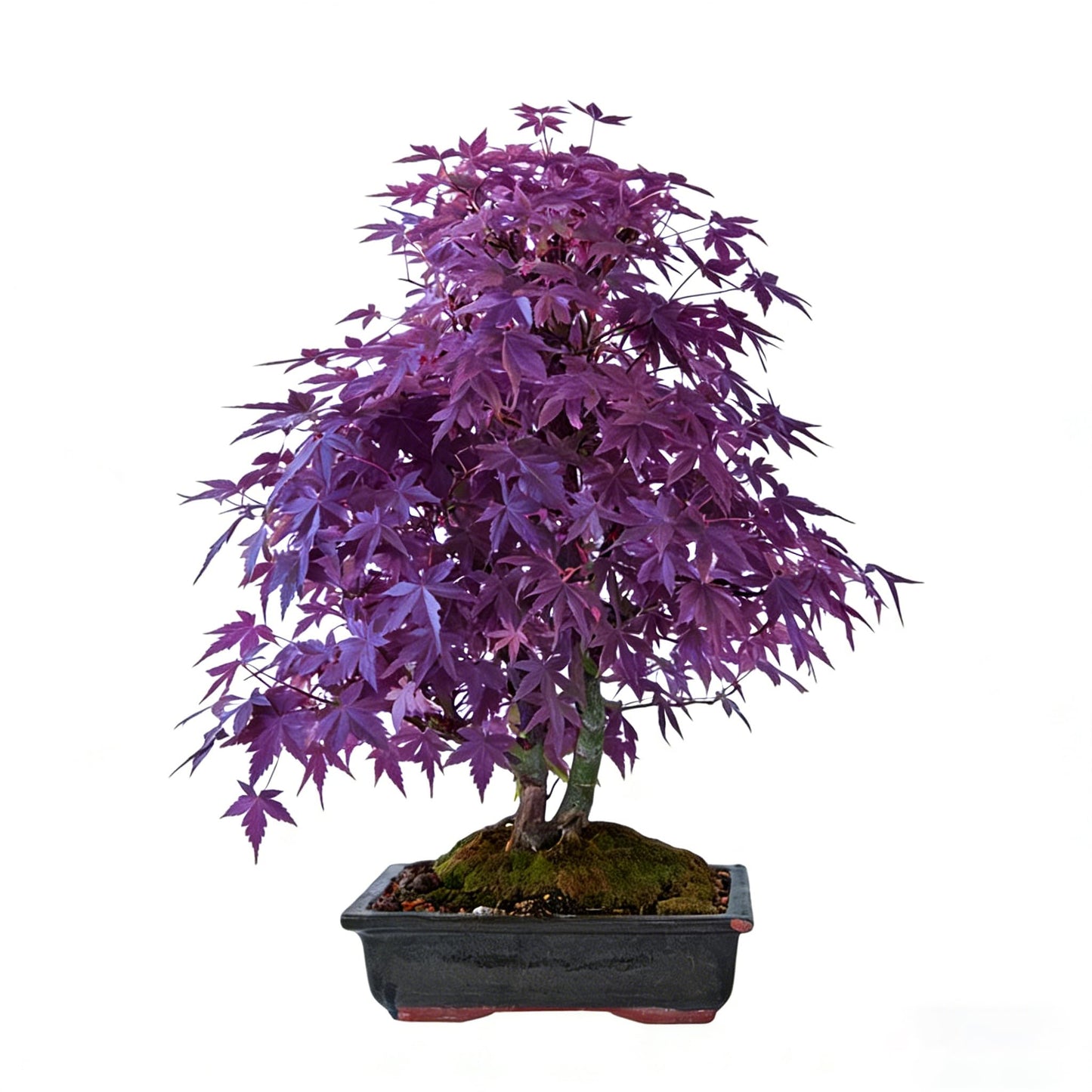 Mixrug Jacaranda Purple Maple Seeds for Planting, 25pcs Rare Perennial Purple Maple Tree Seeds Plants, Non-GMO Heirloom Beauty Trees Plants Home Garden for Outdoors Indoors