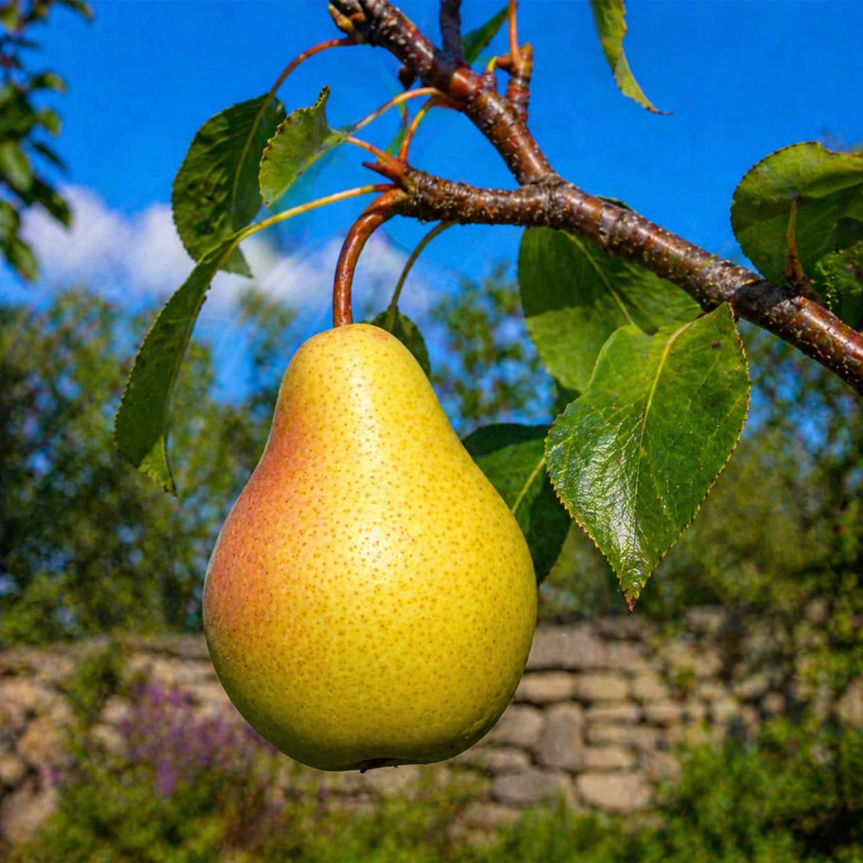 Kieffer Pear Tree - 12-18" Tall Live Plant - Grafted - Fast Growing Flowering Hardy Tree - Sweet Edible Fruit Pollinator - Pyrus communis x pyrifolia 'Kieffer'
