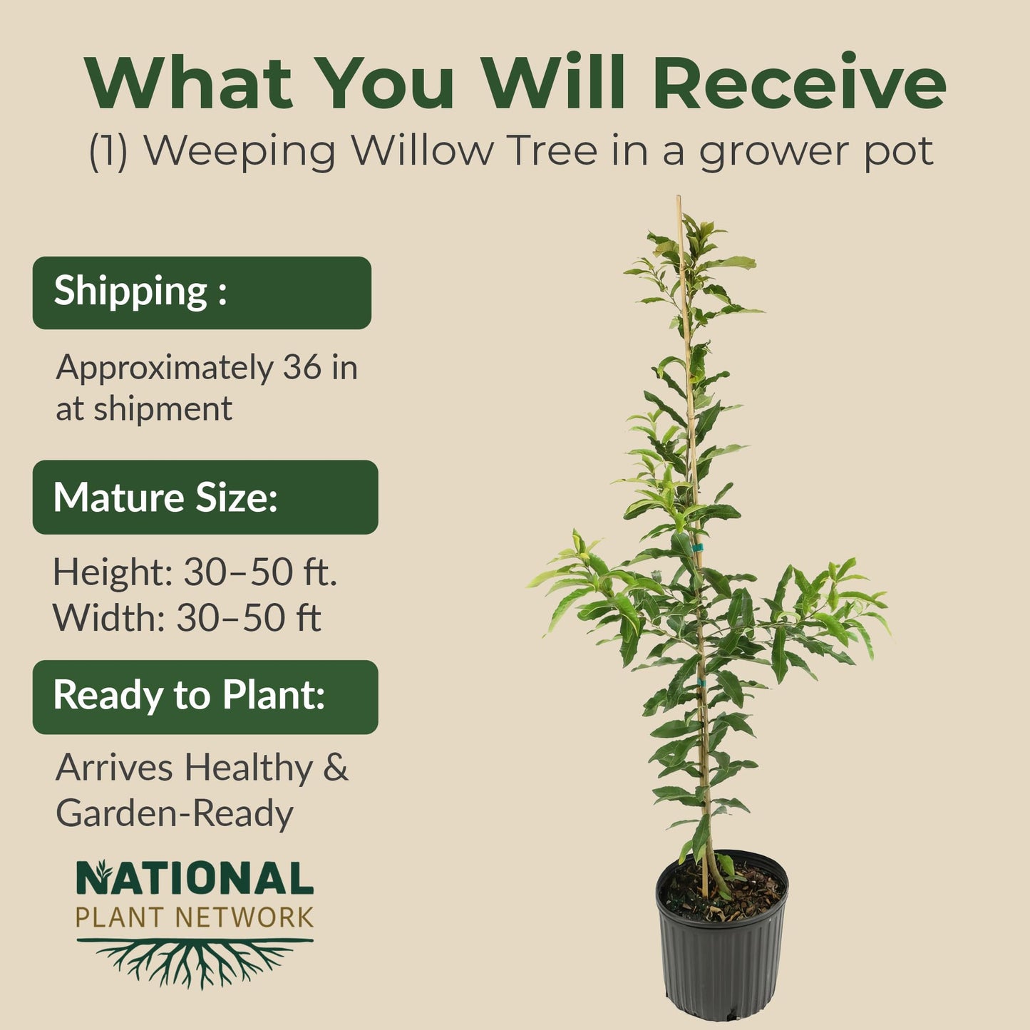 Weeping Willow Live Deciduous Shade Tree w/Graceful Draping Branches Grow Up to 50 ft in 3 Gal Grower Pot – Outdoor Landscape Tree for Yards & Gardens, Full Sun to Part Shade, Zones 6–8, 1-Pack