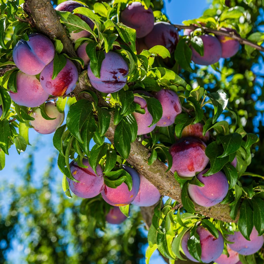 Red Purple Plum Tree Live Plant, Rosa Plum Plant Live in 3 Gallon Pot, 3 Feet Tall, Well Rooted, Tropical Fruit Tree for Outdoor Garden, No Ship to CA