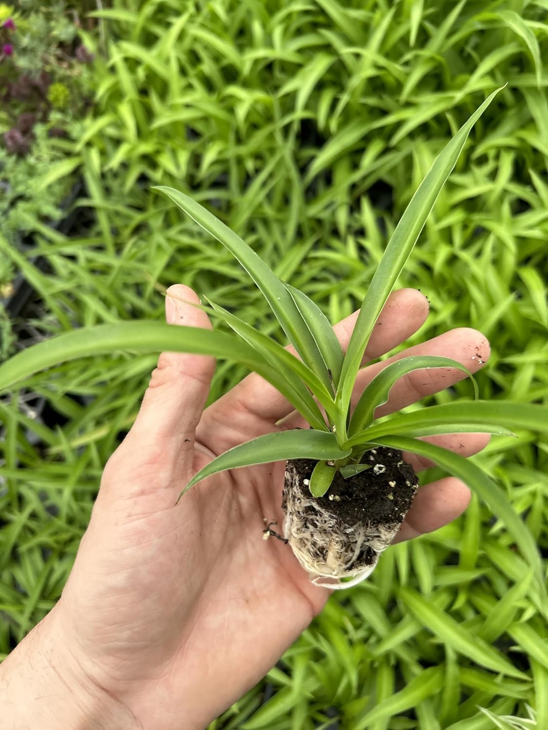 Live Green Spider Plants - 2 Starter Plugs for Home & Office Decor - Air Purifying Houseplants with White & Green Variegated Foliage - Easy to Grow Indoor Outdoor Garden Plant