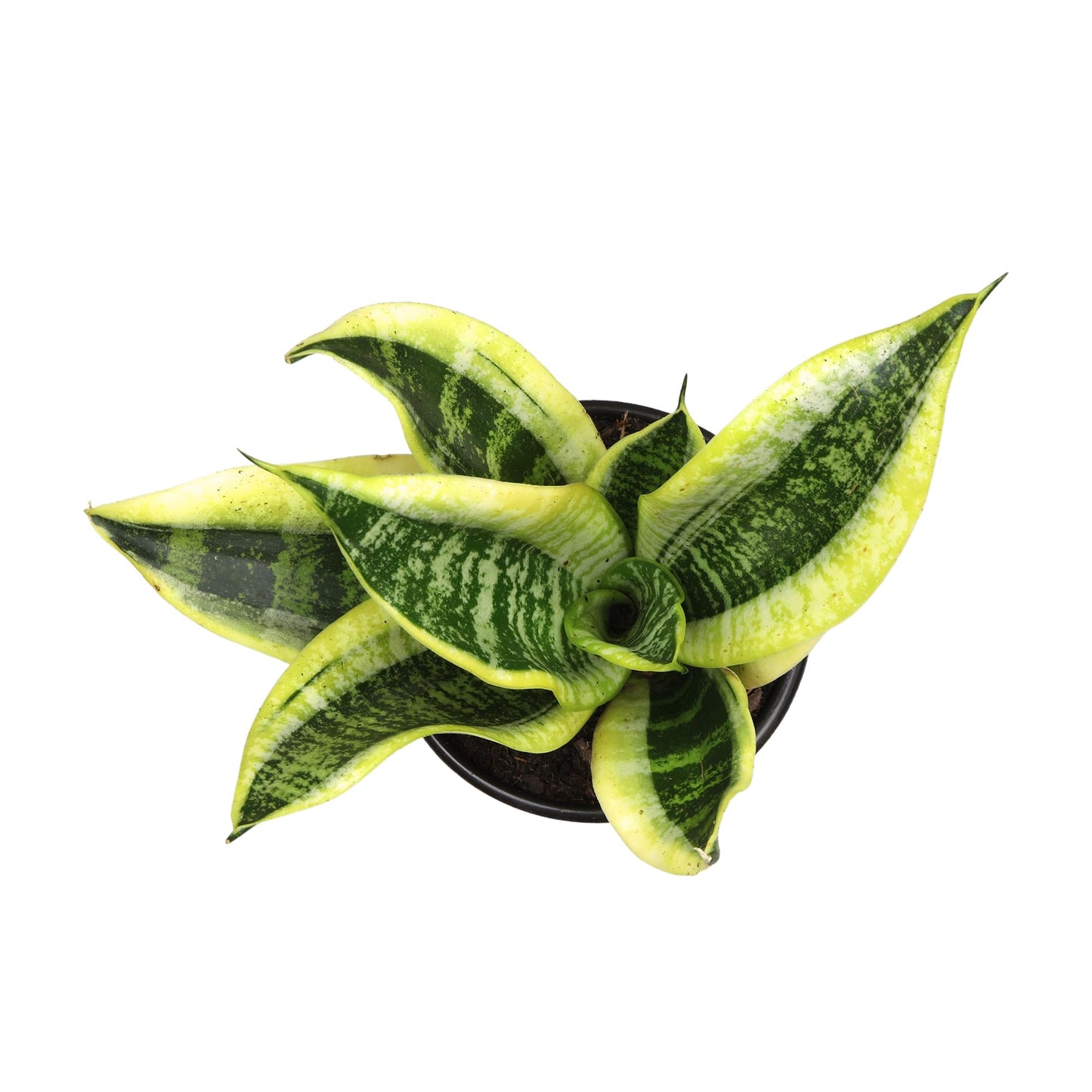 Altman Plants Sansevieria Superba Snake Plants (Approx. 8" Tall) in White Plant Pot, Variegated Snake Plant Decor, Easy Plant Gift & Desk Plant, Live Snake Plant Live Indoor with Pot, Air Purifying