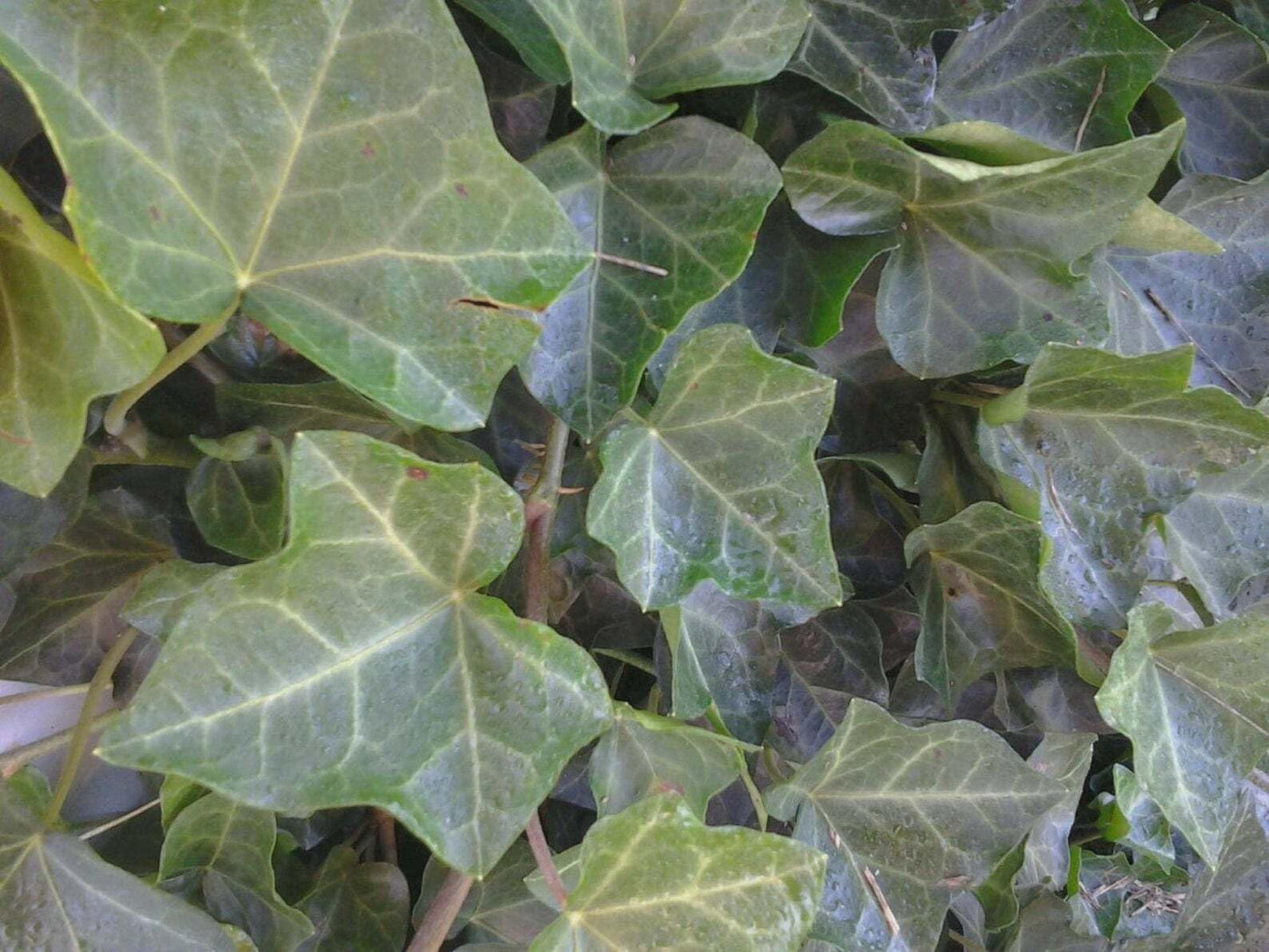Live Plant - 5 Baltic Sub-Zero English Ivy Bareroot Plants, 6-12" Tall - Hedera Helix Baltica
