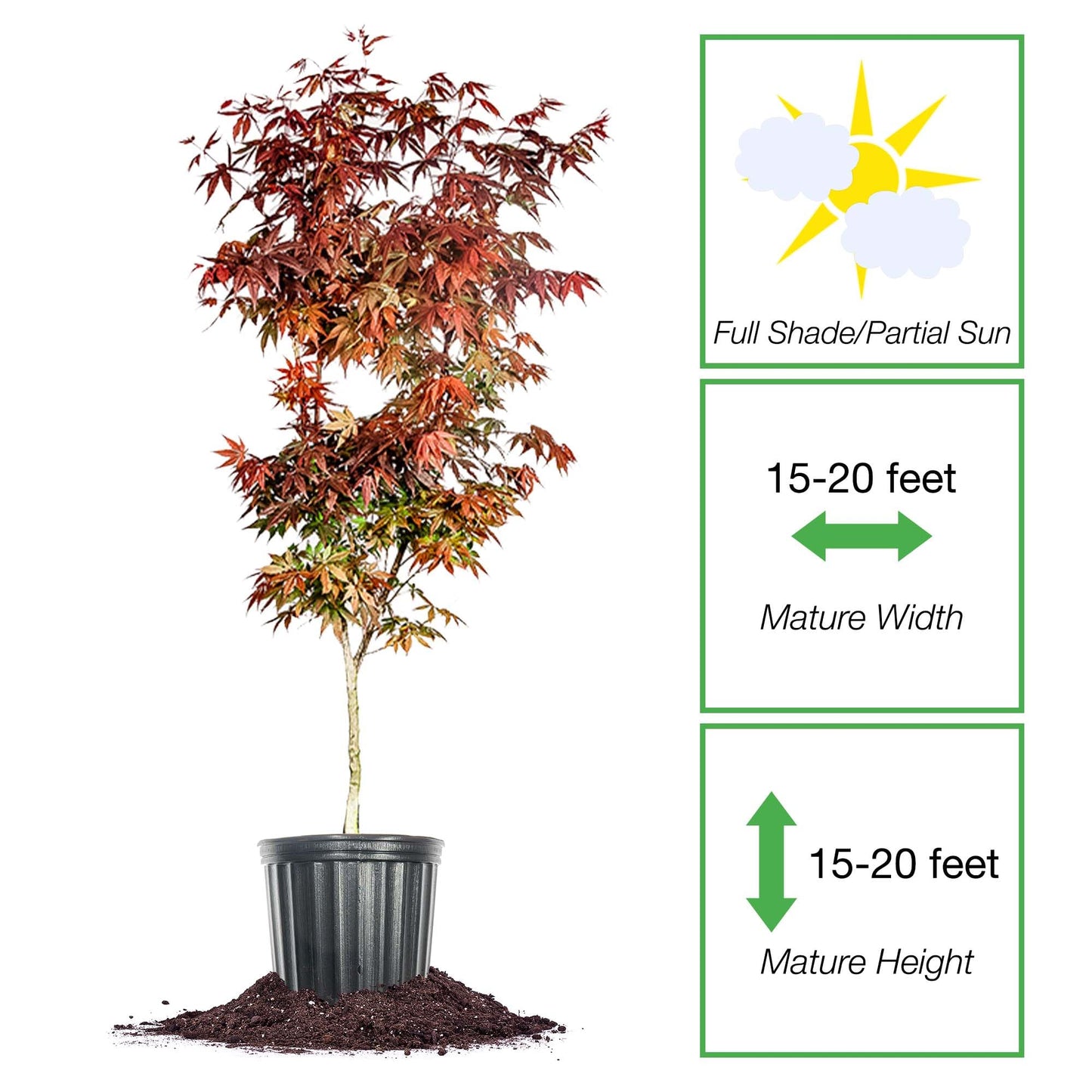 PERFECT PLANTS Bloodgood Japanese Maple Tree 1 Gal. | Live Plant for Beautiful Autumn Color | Red Leaf Colors Year Round | Small Deciduous Trees for Privacy