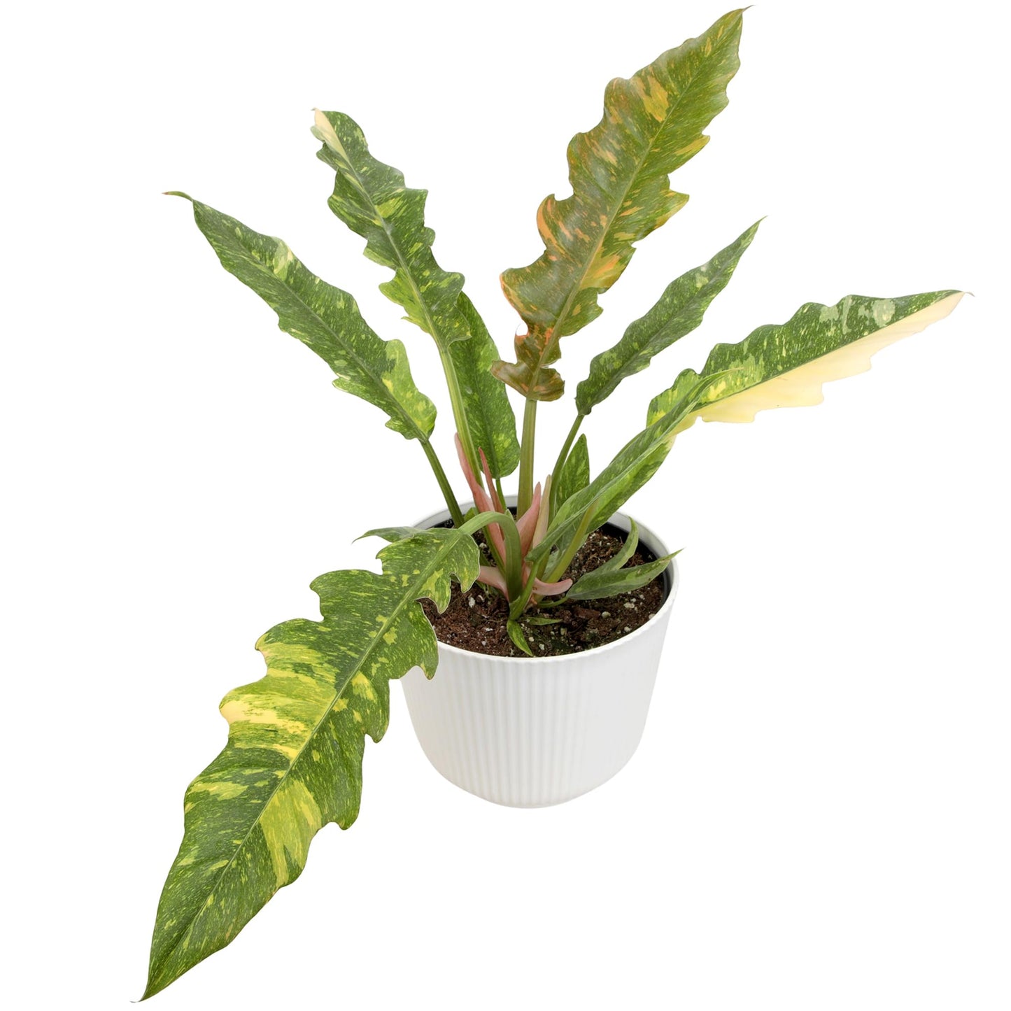 Variegated Ring of Fire Philodendron Houseplant Decor, Air Purifying Houseplants in 6" White Pot, Unique Live Gift, Indoor Planters, Real Plants, Decorative Variegated Plants by Plants for Pets