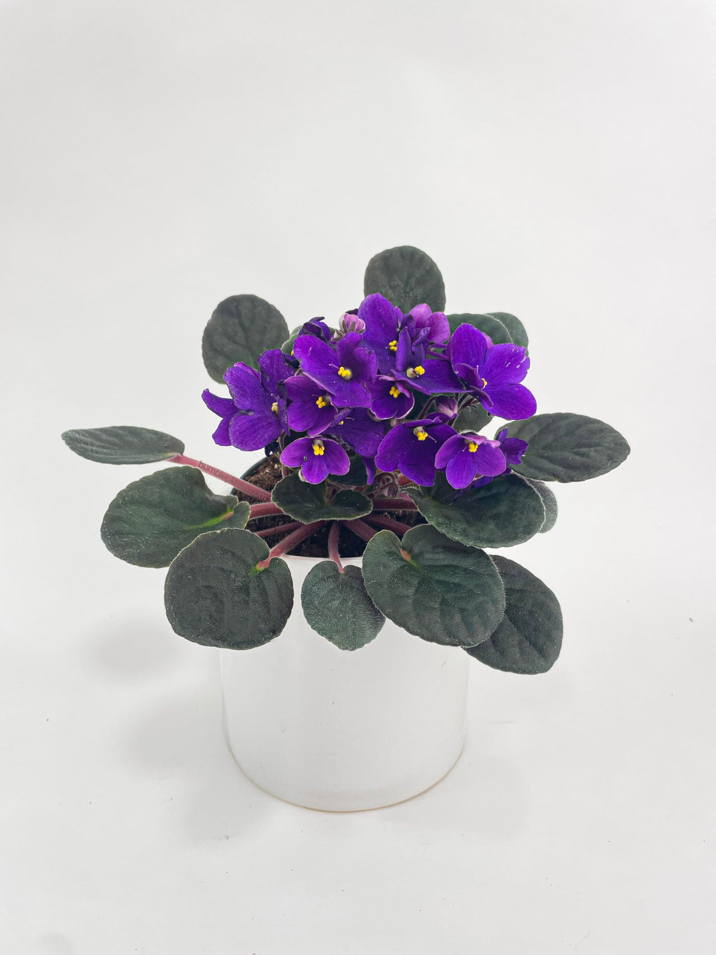 African Violet Live Plant Purple Flowers 4" Pot Indoor Houseplant Blooming Live Flowering Plant Easy Care Gift for Home or Office