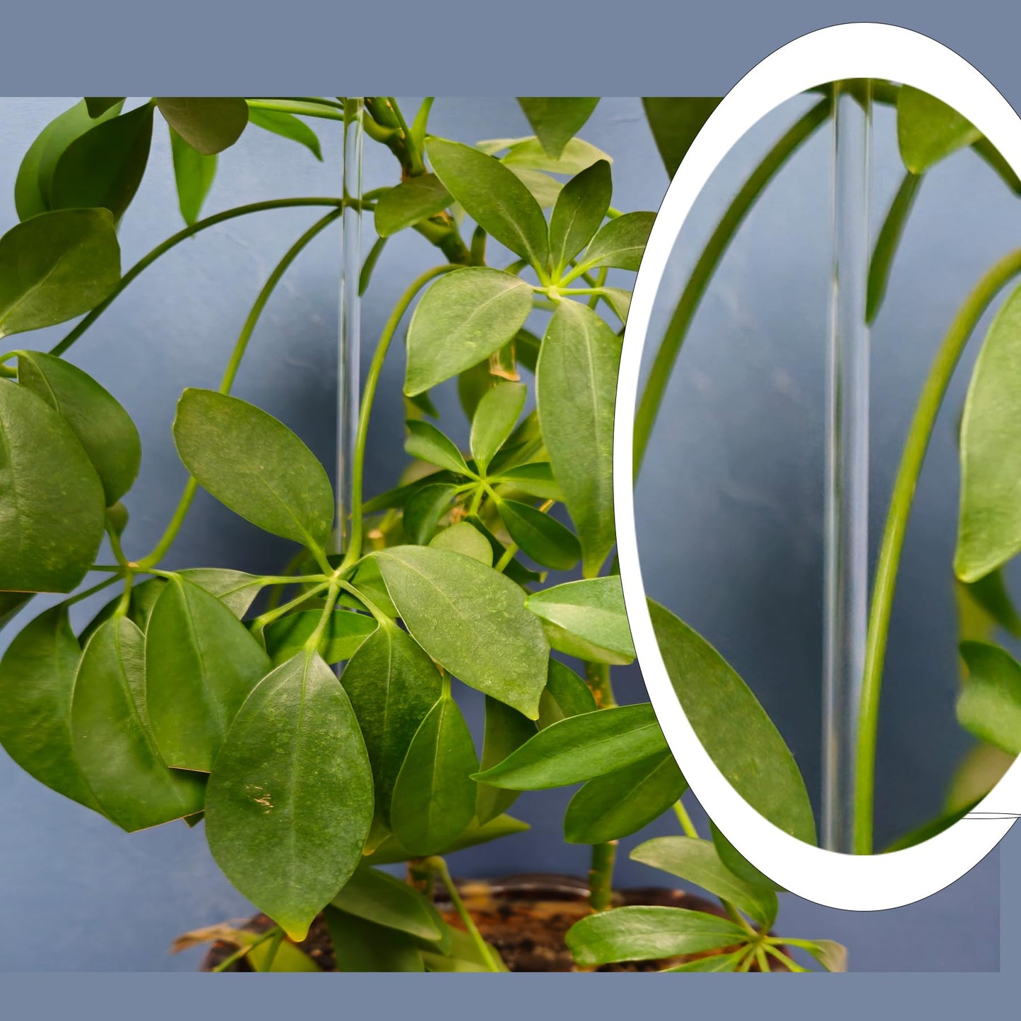 30 Pcs 18 Inch Acrylic Plant Stakes Garden Stakes Clear Orchid Stakes Clear Plant Sticks Potted Plant Christmas Support Stakes for Support Vines Grow Upright Indoor Outdoor Plants