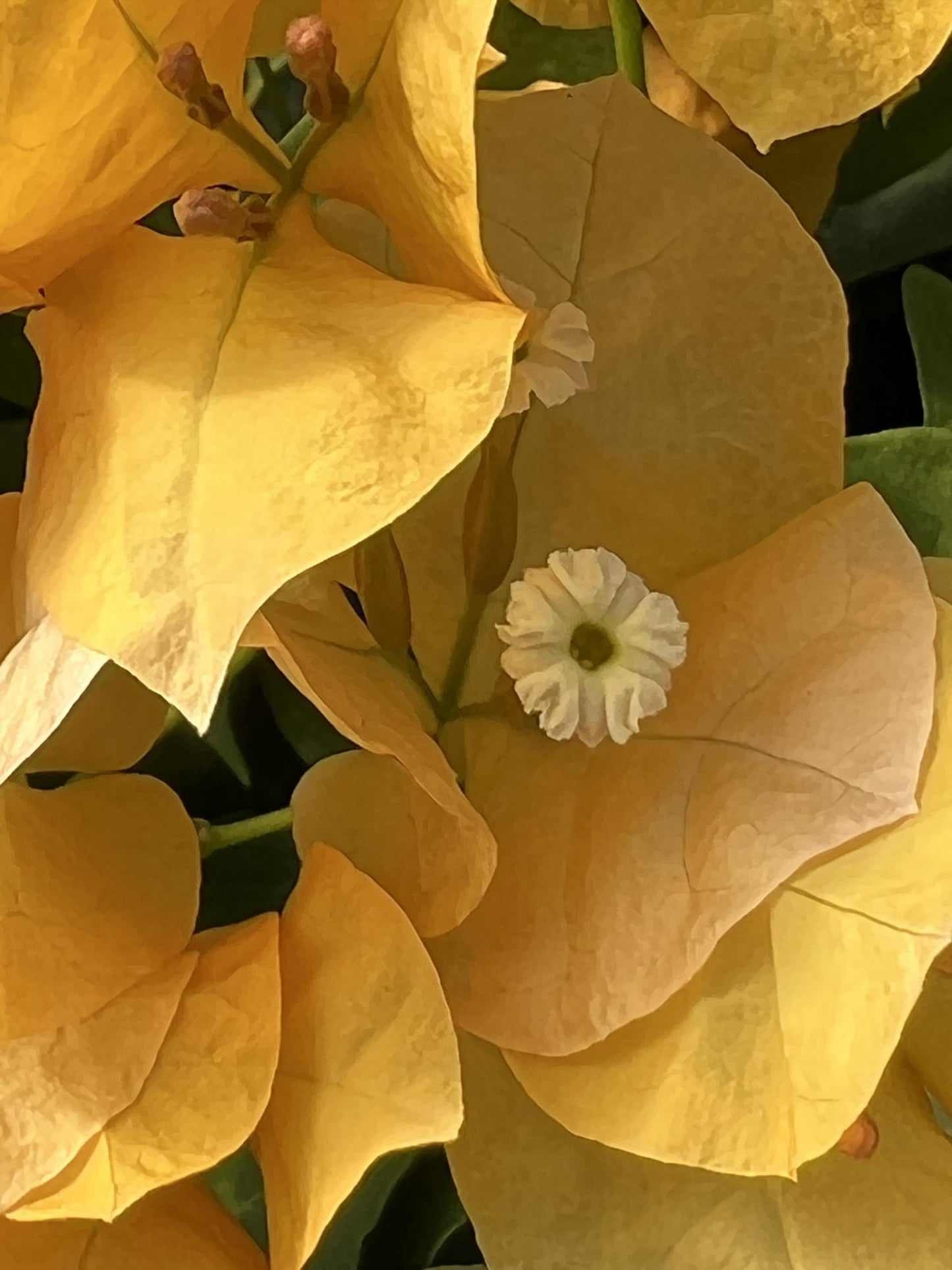 16" Tall Yellow Bougainvillea Live Well Established Plant in 6" Pot with Wood Trellis Bright Colors Flowering Vine Indoor/Outdoor Perennial/Annual Tropical