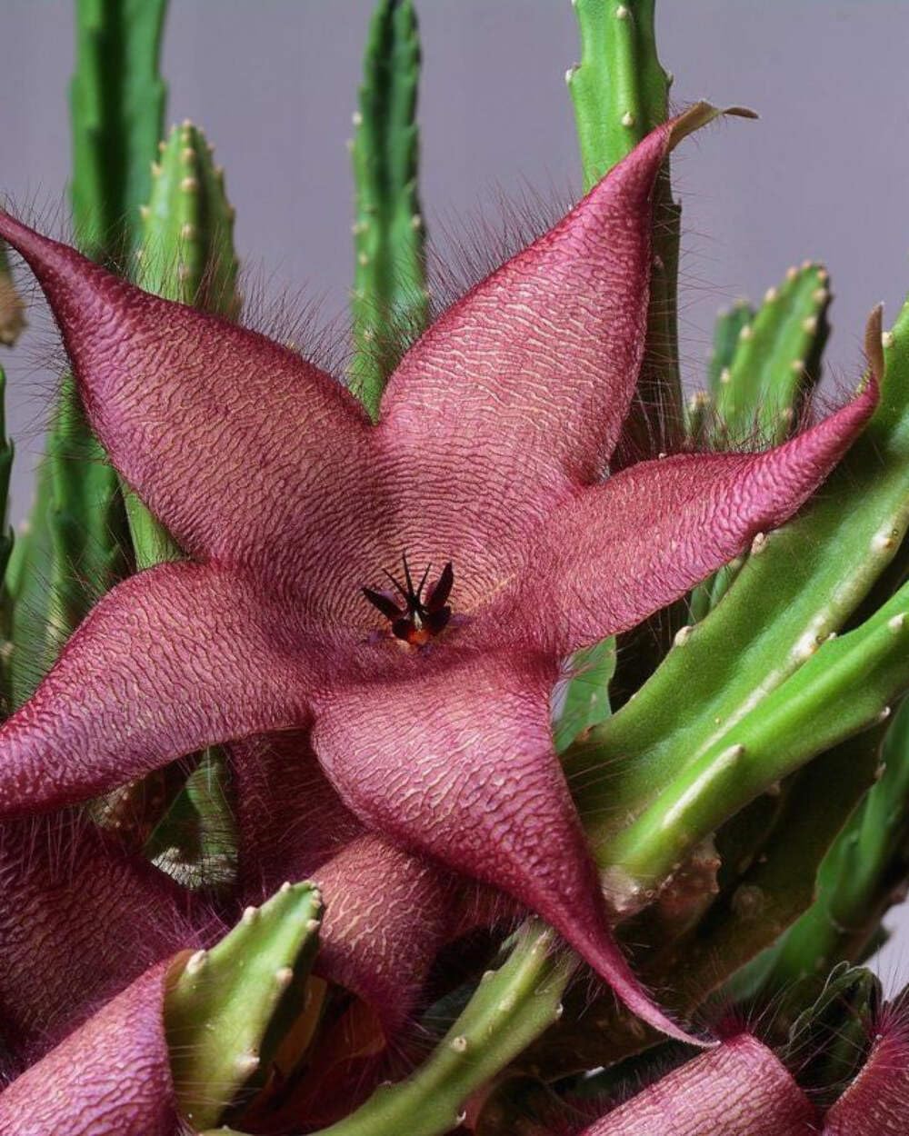Stapelia Ambigua 3.5 Inch Potted Plant Well Rooted Starfish Cactus - No Shipping to California Or Arizona!