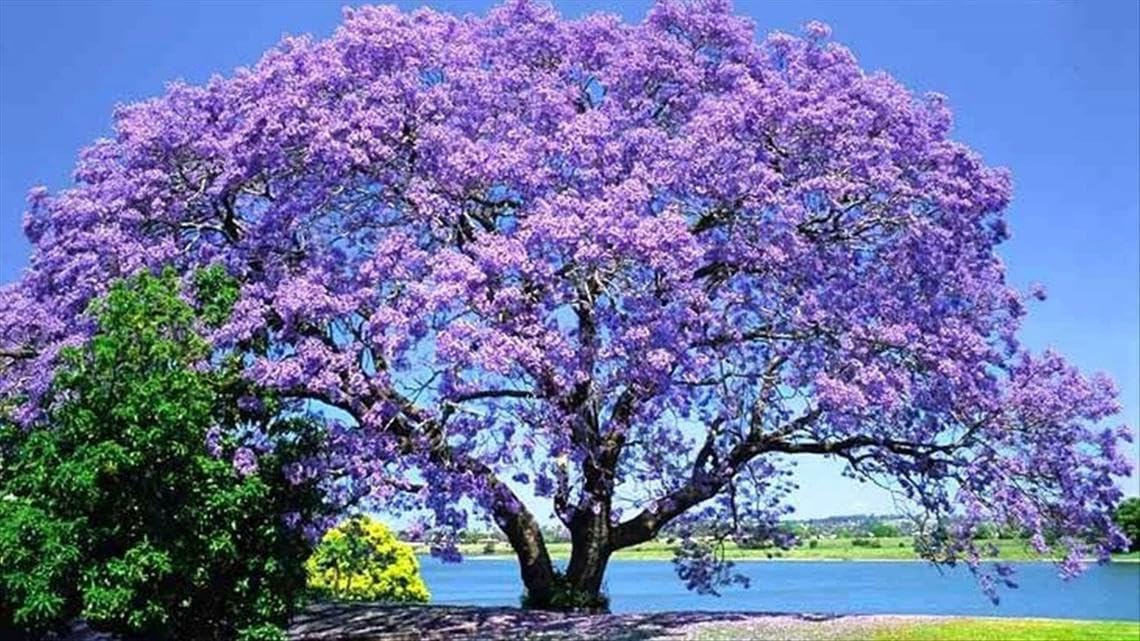 Live Plant - Jacaranda Tree - 3-6" Tall Live Plant - Ships Potted - Mimosifolia - Purple/Blue