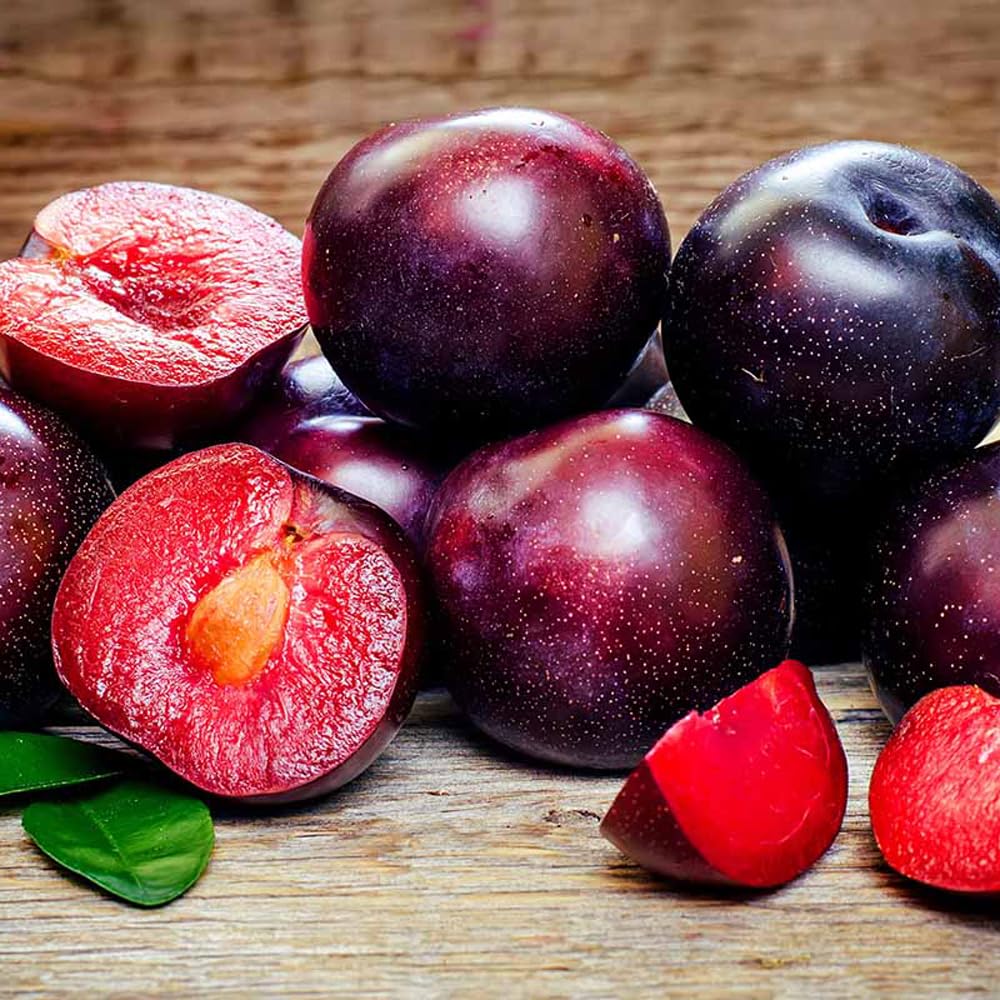 Mixrug 10+ Wild Plum Trees Fruit Seeds for Planting Outdoor-Perennial Native Prunus Seeds Americana Non-GMO Heirloom Fruit Trees Seed for Home Outdoor Garden
