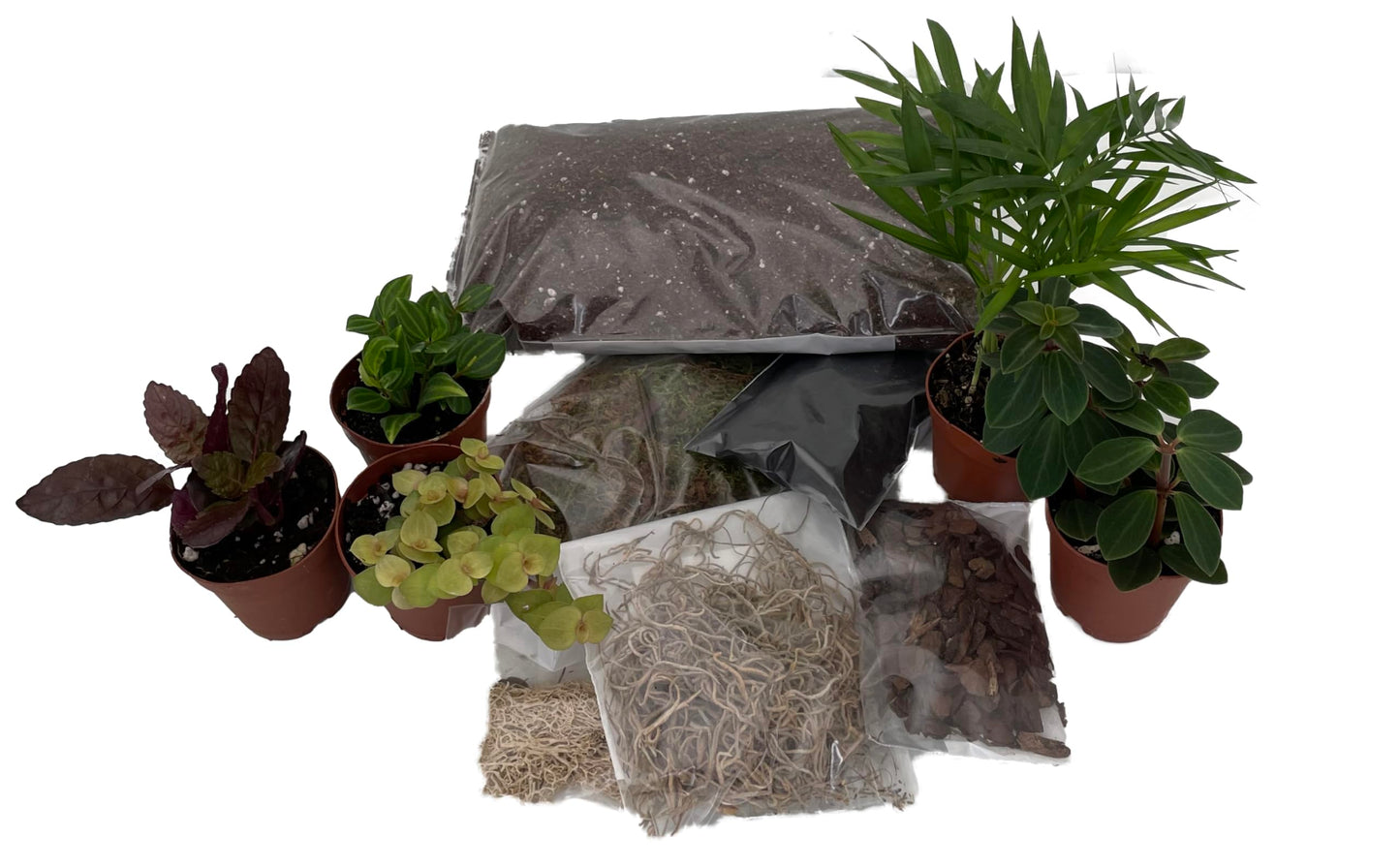 Hirt's Terrarium Kit with 5 Terrarium Plants in 2" Pots