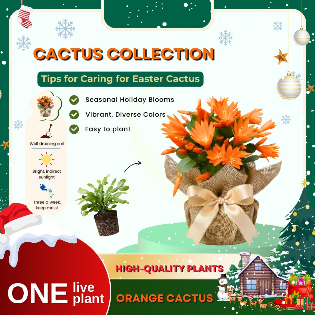 Easter Cactus Plant Live, Holiday Blooming Indoor Plants Live Houseplants, Succulents Well-Rooted 5-8" Tall, No Pot, Hanging Baskets Easy Care (Orange Easter Cactus)