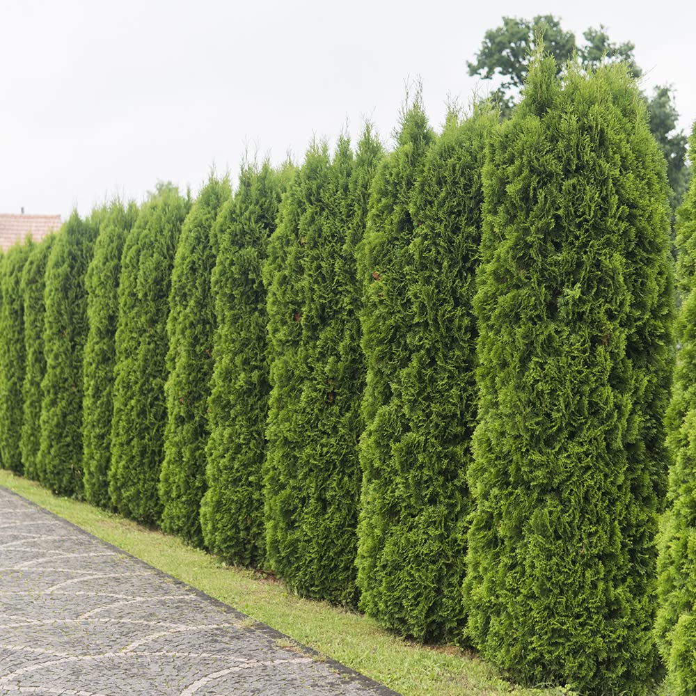 Emerald Green Arborvitae (2.5 Quart) Evergreen Shrub/Tree with Green Foliage - Full Sun to Part Shade Live Outdoor Plant