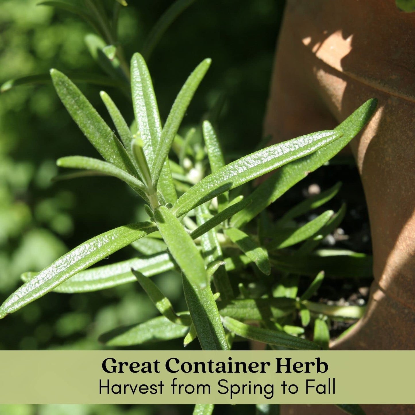 Clovers Garden French Tarragon Herb Plants - Two (2) Live Plants – Non-GMO - Not Seeds - Each 4" to 8" Tall – in 4" Inch Pots - Propagated from Authentic French Plants