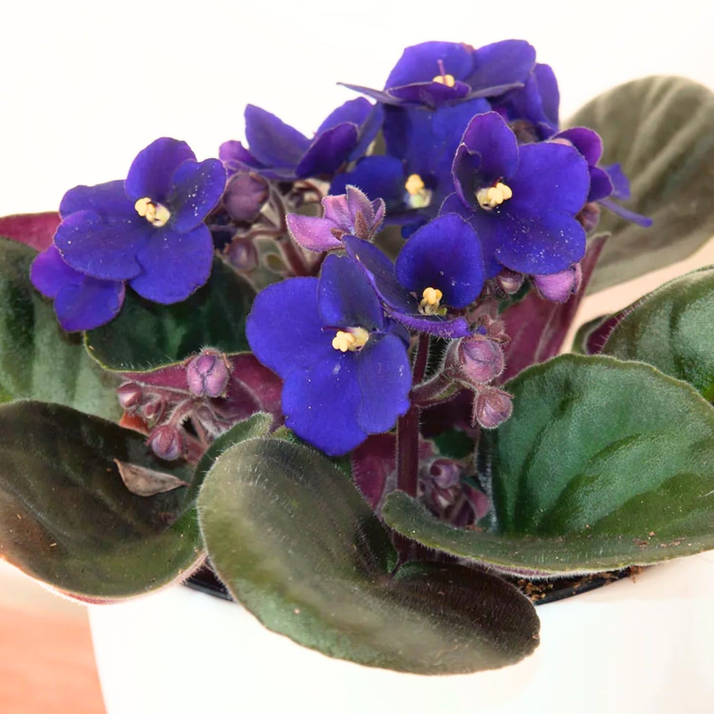 Blue African Violets Live Plants, 4 Inch Pot African Violet Plant, Vibrant Flowers, Perennial Flowering Houseplant