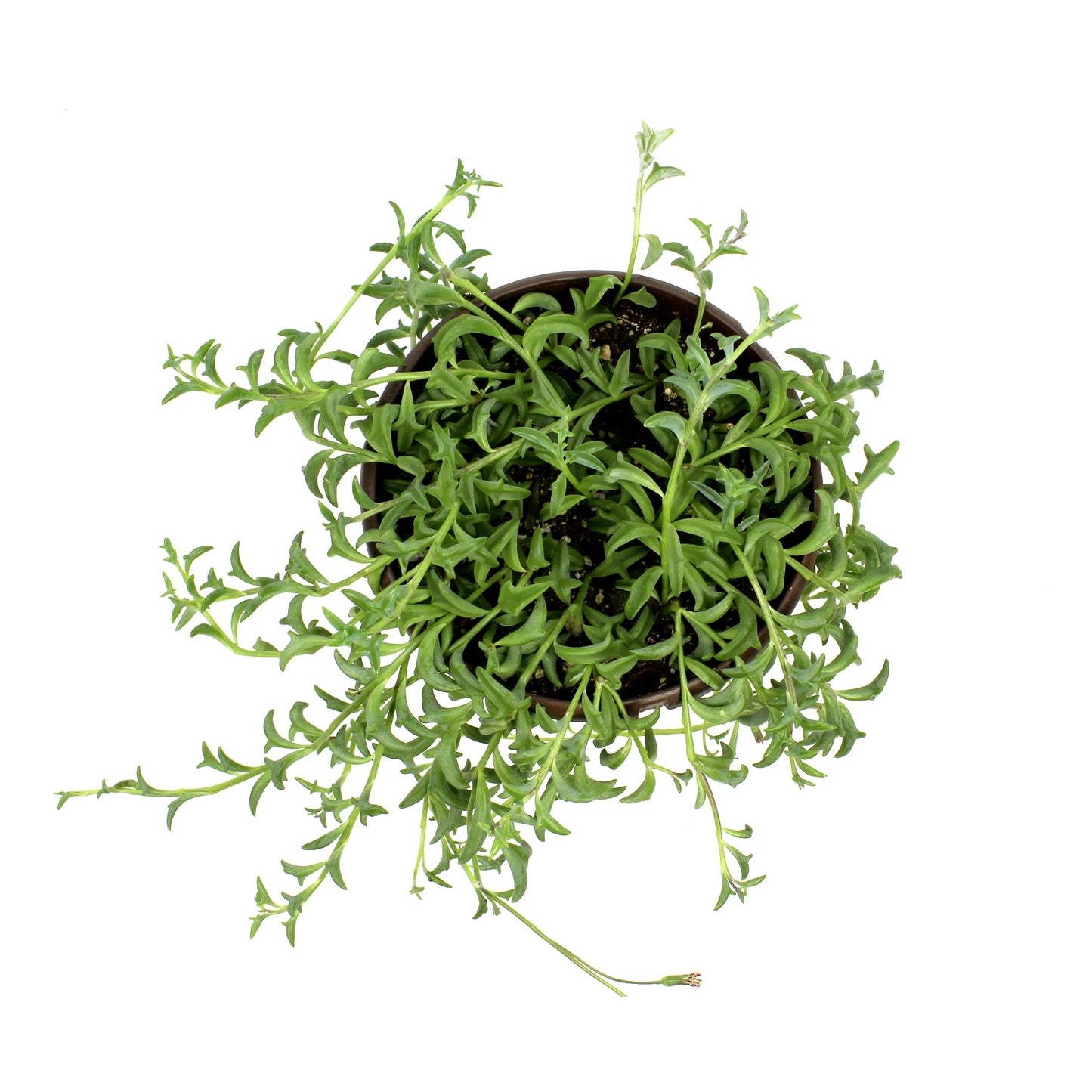 String of Dolphins Plant Live Succulents, Succulents Plants Live in Hanging Planter, Succulents Live Plants Indoor Plants Live Houseplants, Hanging Plants Live Succulent Plants Live by Plants for Pets