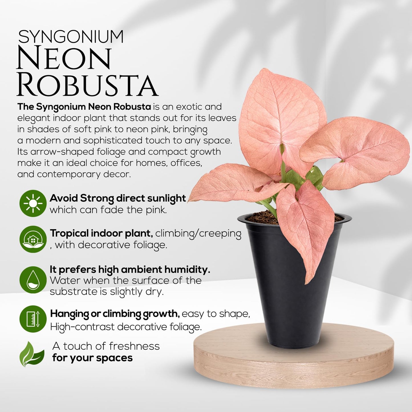 Syngonium Neon Robusta Plant (4 Pack) Live Starter Plants, Pink Arrowhead Vine Houseplants, Easy Care Indoor Tropical Plants Live, Colorful Foliage Plants