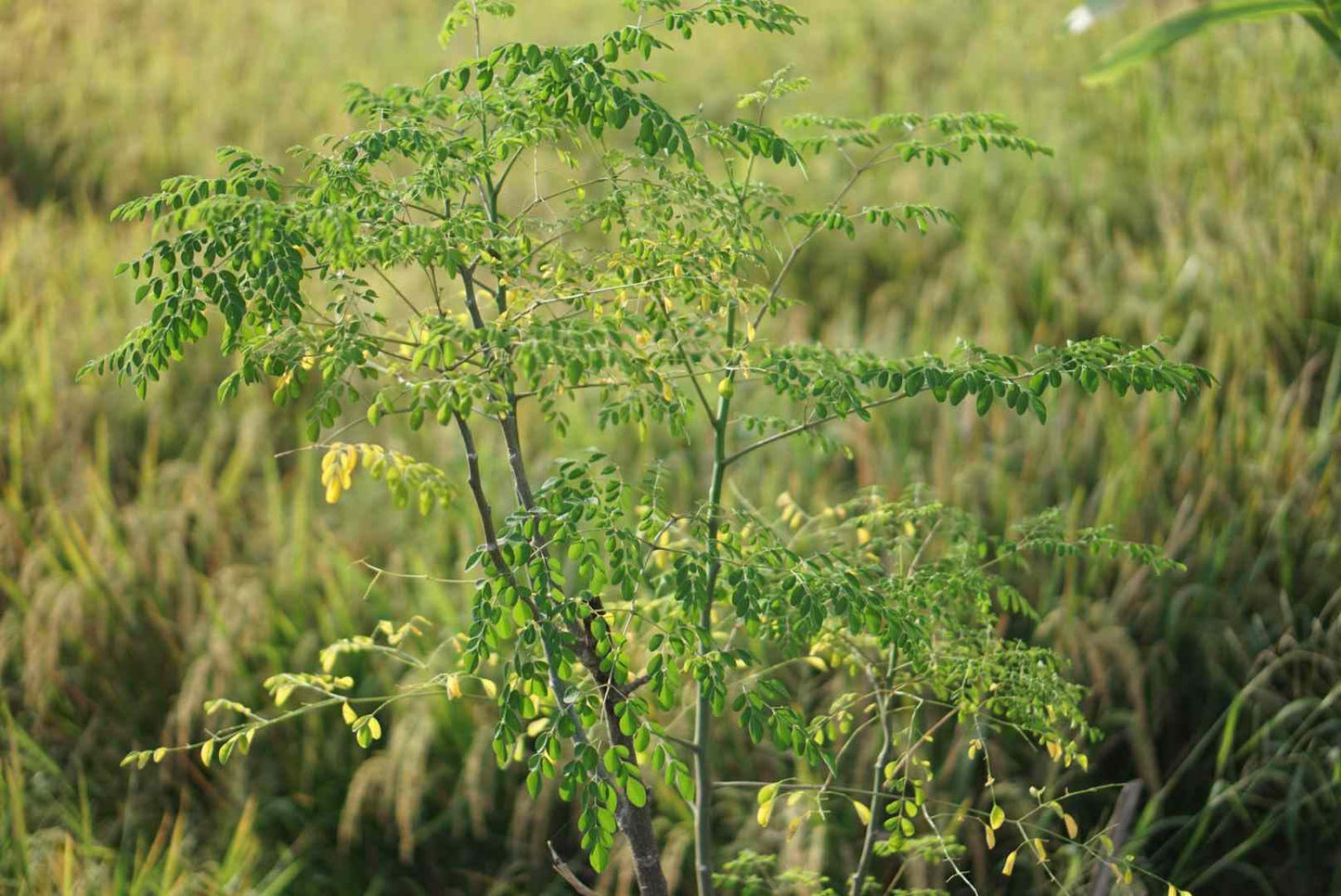 Indian Moringa Seeds High-Yield Drumstick Seeds for Home Garden, Terrace Gardening, Organic Vegetable Farming, Easy to Grow, Fast Germination, Suitable for Pots and Outdoor Planting (Pack of 15)