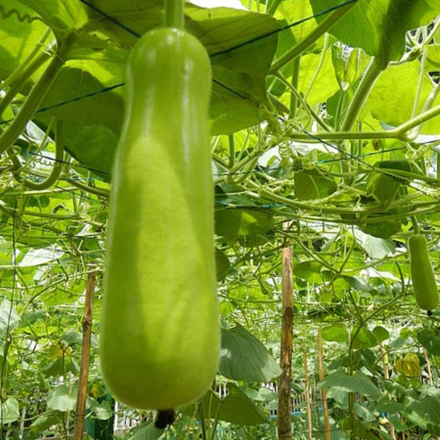 25 Pcs Indian Long Bottle Gourd Seeds for Planting, Non-GMO Vegetable Seeds for Home Garden, Terrace, Balcony Planters, Outdoor Pots, and Backyard Growing