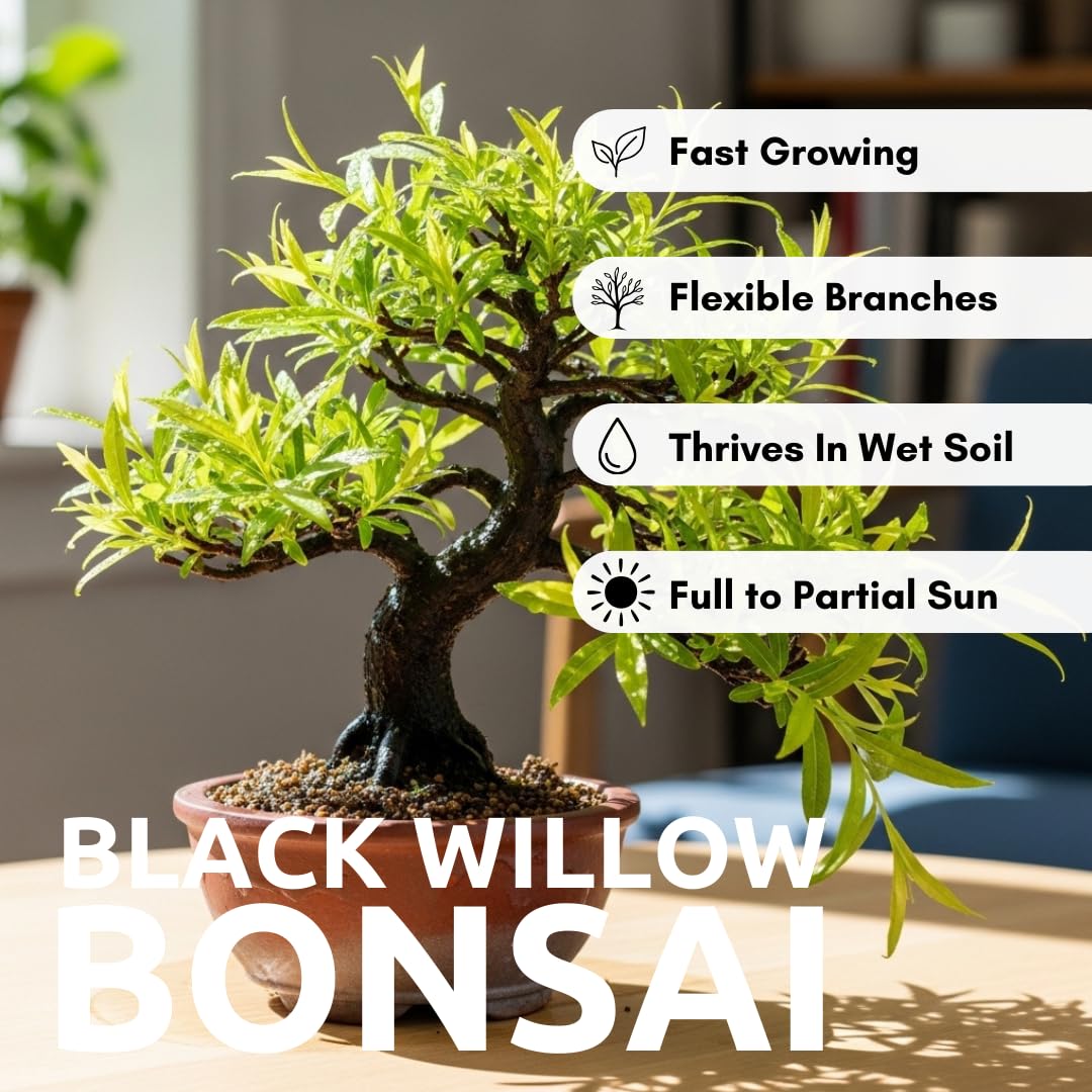 Black Willow Bonsai Tree Cutting to Grow - Dark Branches - Fast Growth, Good for Training - Easy-to-Root for Beginners & Experts, Indoor or Outdoor Planting - Gift for Plant Lovers