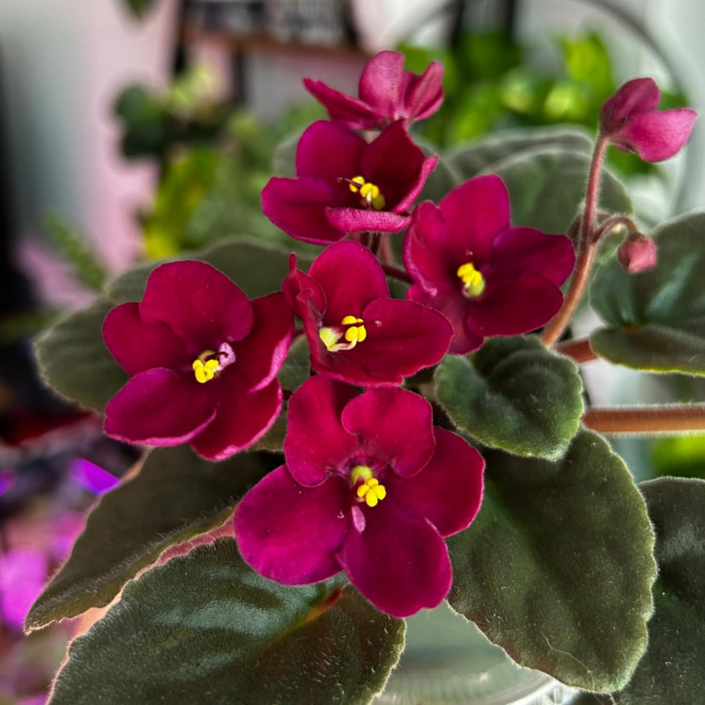 African Violets Live Plants Houseplants, African Violet Flower 4 Inches Pot, Live African Violet Plant Indoor (Burgundy Red)
