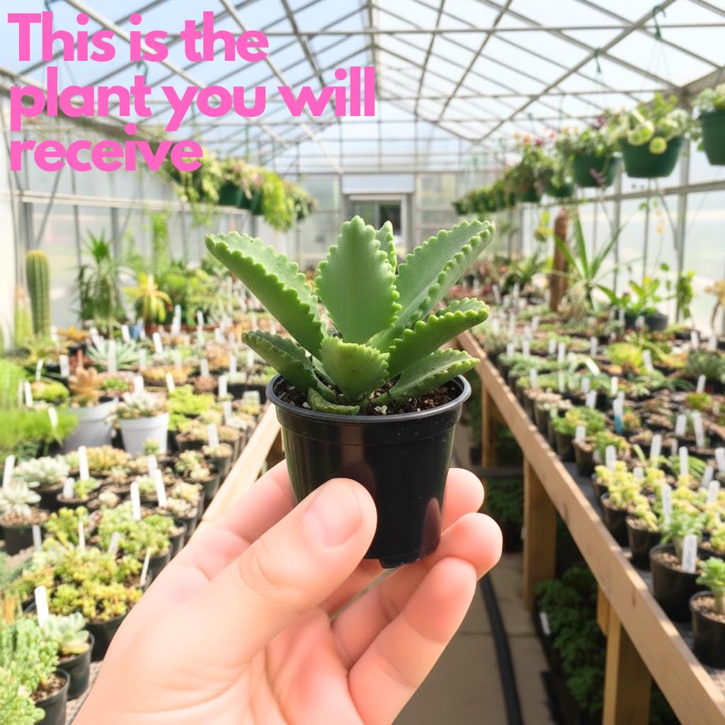 Mother of Thousands Kalanchoe Plants Live in 2" Inch Pot | Easy to Grow| Ideal for Beginners, Collections & Small Spaces