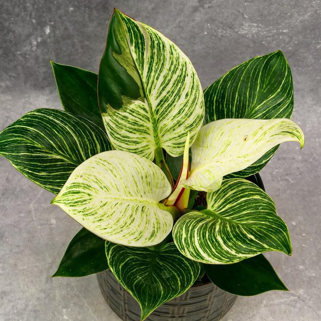 Birkin Philodendron - White Measure - Live Plant in a 2 Inch Pot - Philodendron Hybrid - Rare and Beautiful Indoor Houseplant Tropical Masterpiece