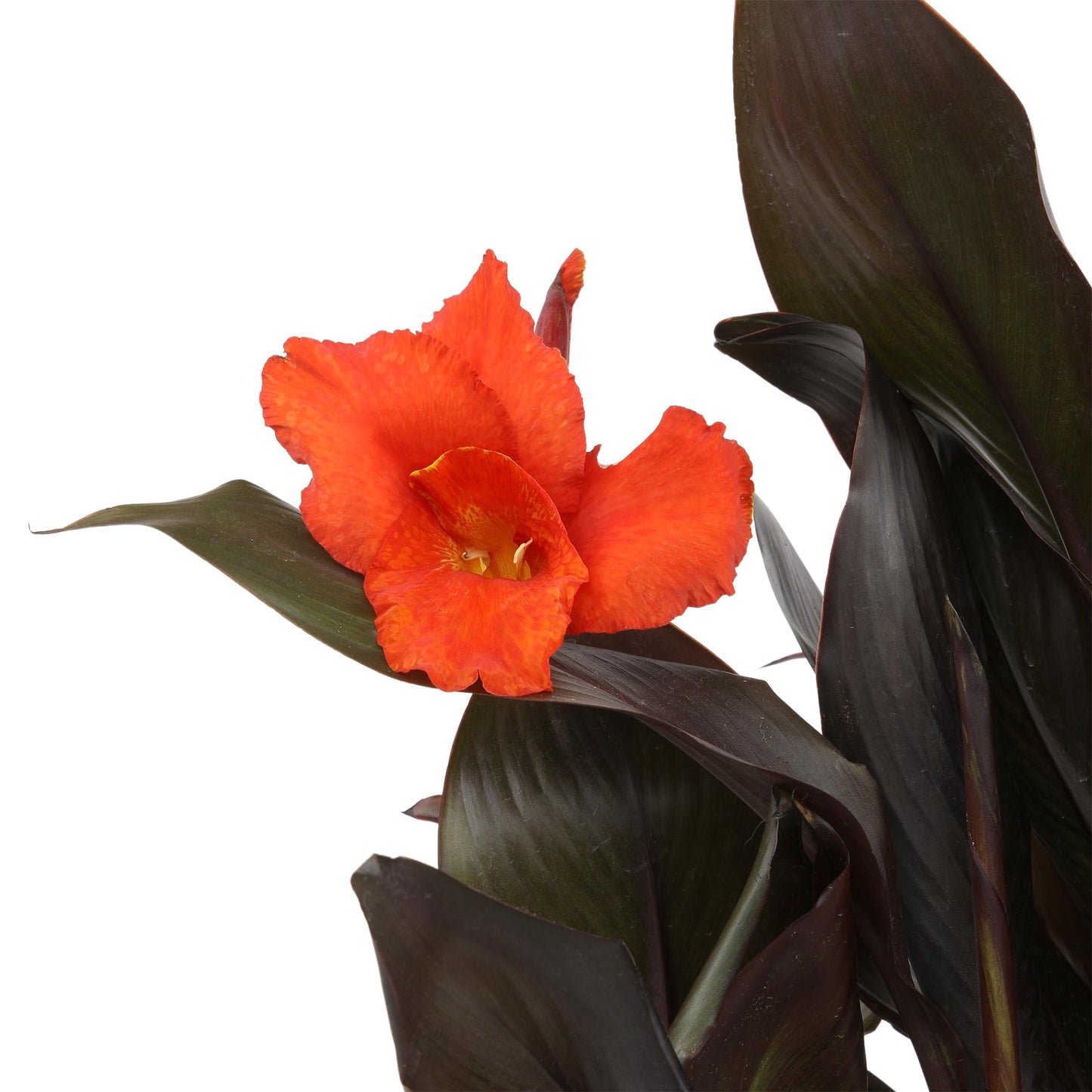 Canna Lily 'Lava Rock', Live Lilies, Garden Perennial Outdoor Plant, Blooms Red Flowers in 4 qt. Grower Pot by Plants for Pets