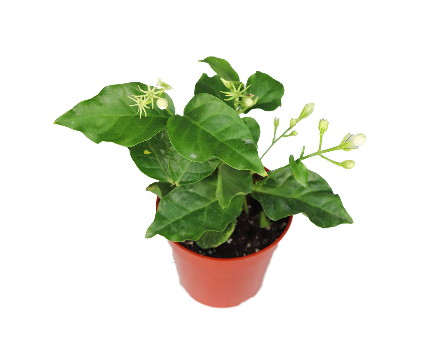Arabian Jasmine Sambac - 4" from California Tropicals