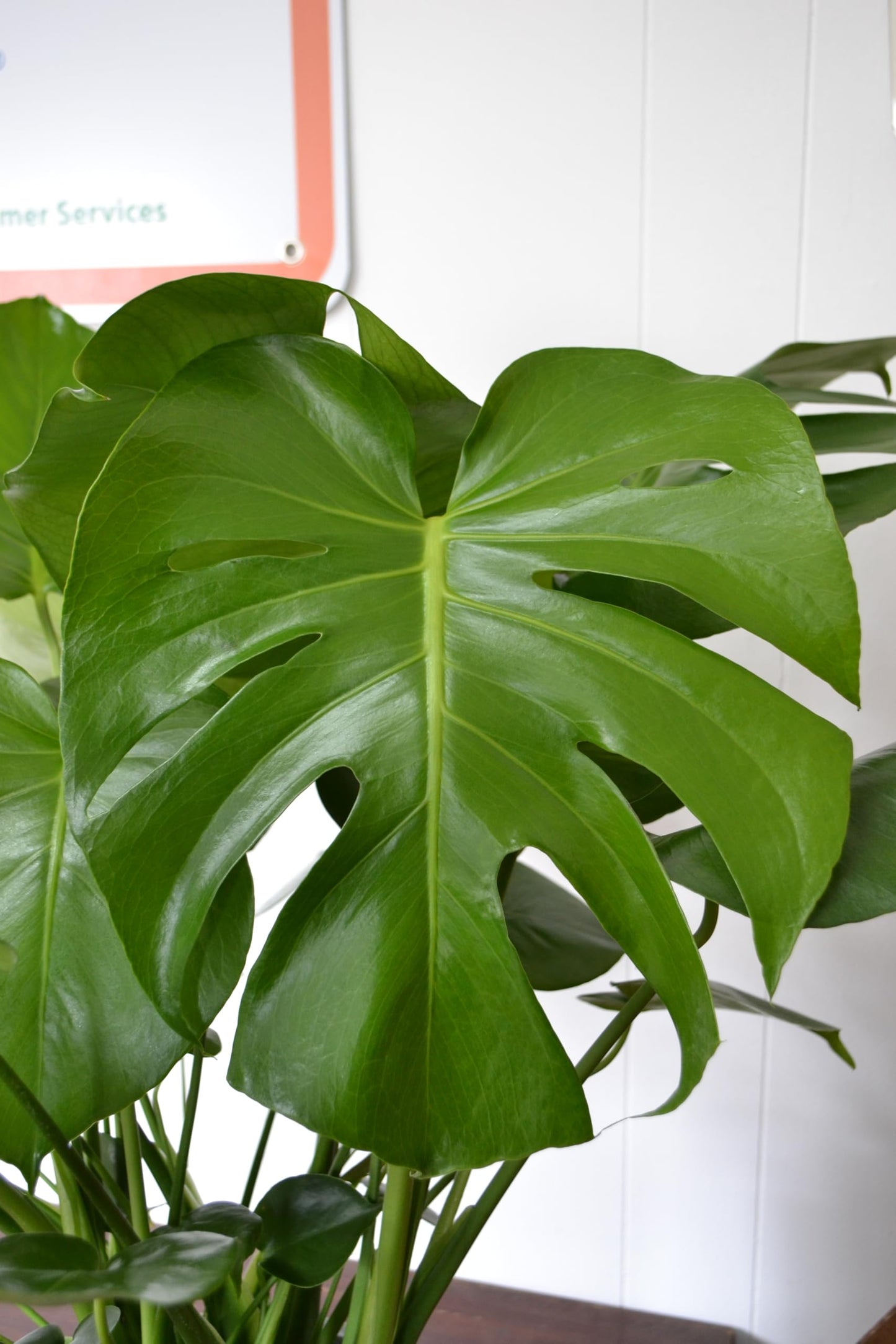 Live Plant Starter Pack | 3 Large Indoor Plants in 10” Pots – Alocasia Regal Shield, White Bird of Paradise & Monstera Deliciosa | Perfect for Apartments, New Homes, Dorm Rooms & Housewarming Gifts