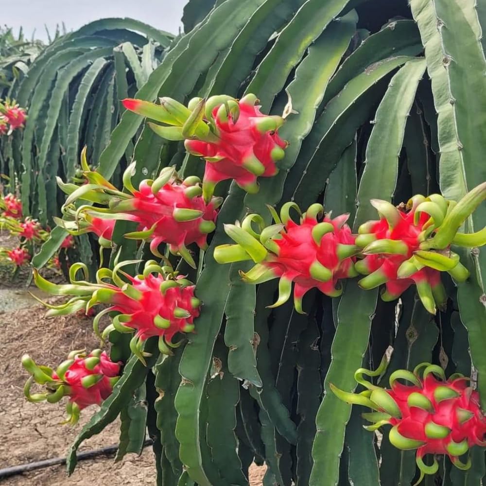 3 Dragon Fruit Cuttings, White Dragon Fruit Plants Live from 10 to 12 Inches Long, Dragon Fruit Live Plants