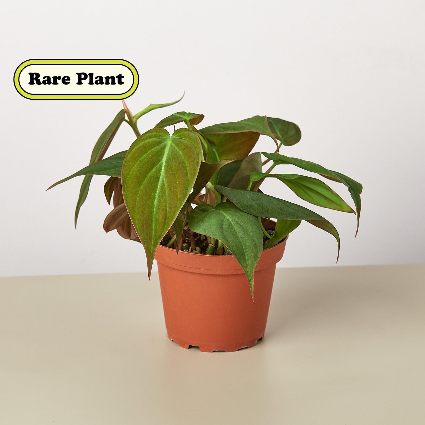 Philodendron 'Velvet' | Live Plant for Indoor & Outdoor | for Living Room, Office, Bathroom | 4" Pot, White Cylinder