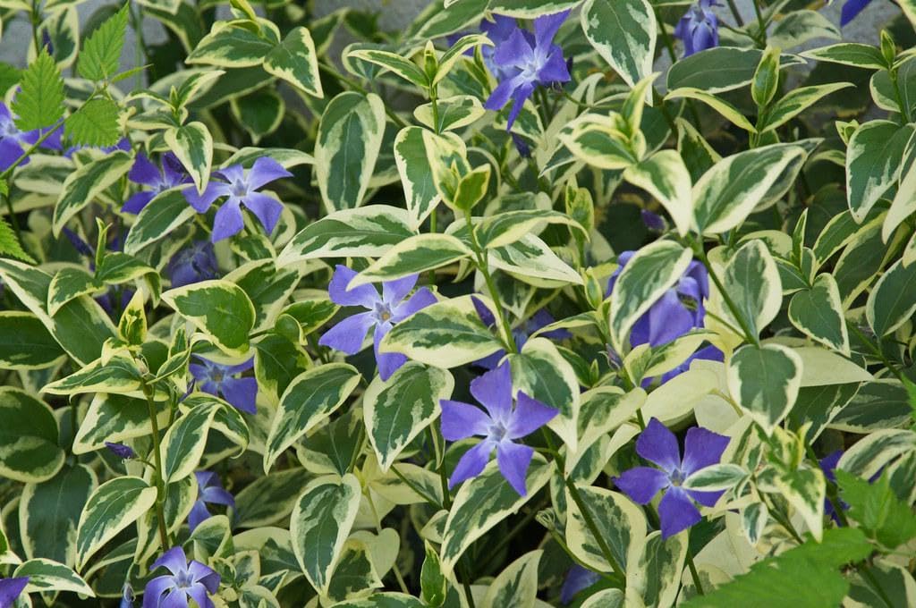 Varigated Vinca Major Plants Periwinkle/Vinca - Hardy Groundcover in 3.5 inch Pots (2 Count)