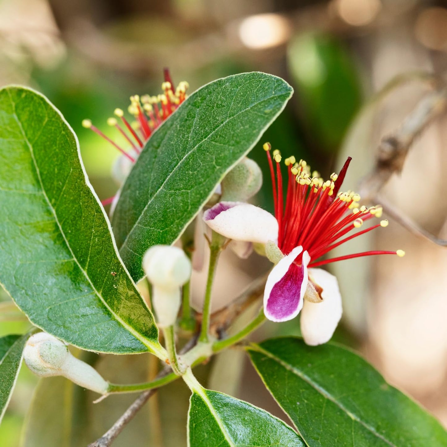 Pineapple Guava Tree Live Plant, 4 to 7 Inc, Guava Fruit Plant