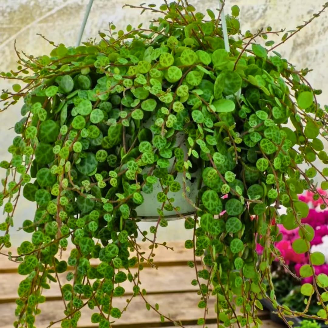 String of Turtles Live Plants, Easy Indoor Trailing Succulent in 2.5" Pot, Hanging Succulent Houseplant Indoor Outdoor Planting