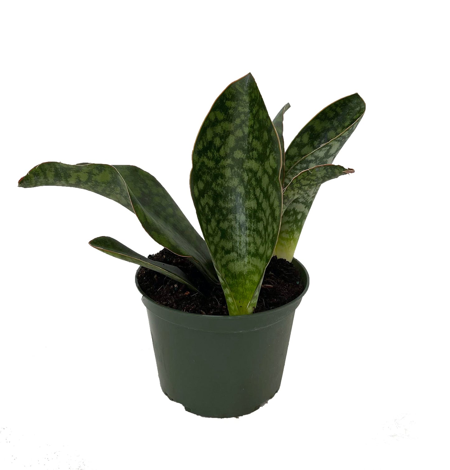 Shark Fin Snake Plant - Whale Fin - Sanseveria masoniana - 6" Pot - Collector's
