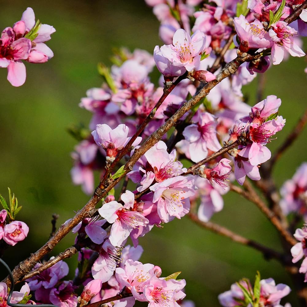 Belle of Georgia Peach Tree, Cold Hardy, Deciduous, Self-Pollinator, 1 gal Nursery Pot, 1-2 ft Tree Height (Due to Agricultural Laws, we Cannot Ship to CA, AZ, AK, or HI)