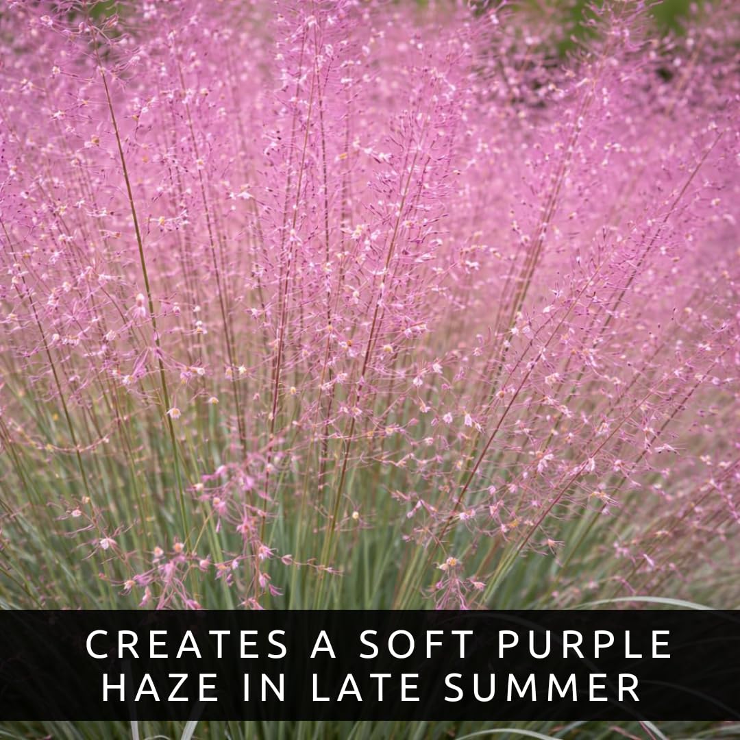 Purple Love Grass (Eragrostis spectabilis) Live Plant Plug – Native Ornamental Grass – Airy Pink-Purple Blooms – Drought Tolerant Perennial for Full Sun (1)