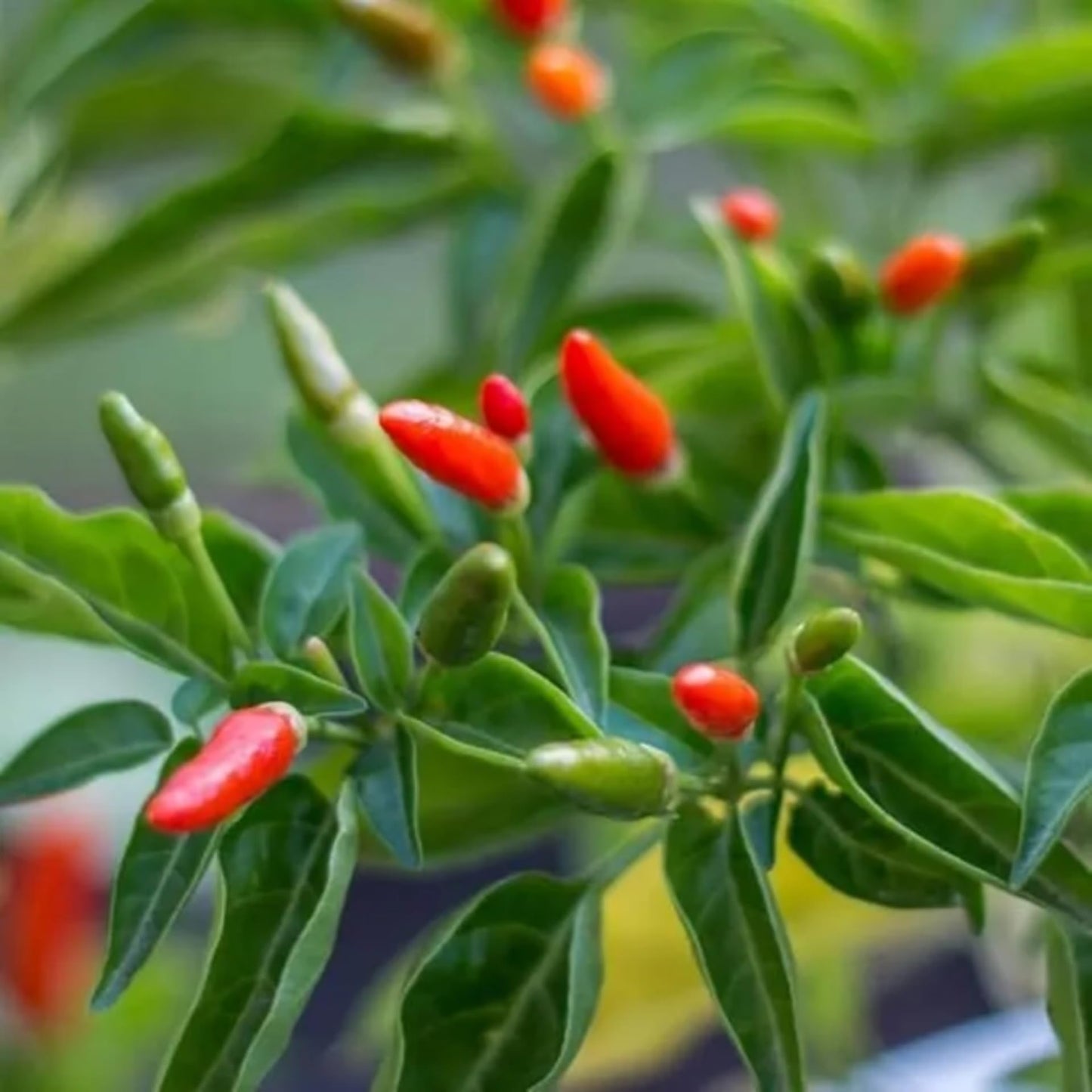 Pequin Peppers Plants, 4 to 6 Inch Tall Pequin Chili Pepper Plant in 4" Pot, Pepper Live Plants Vegetables Pepper Seedlings