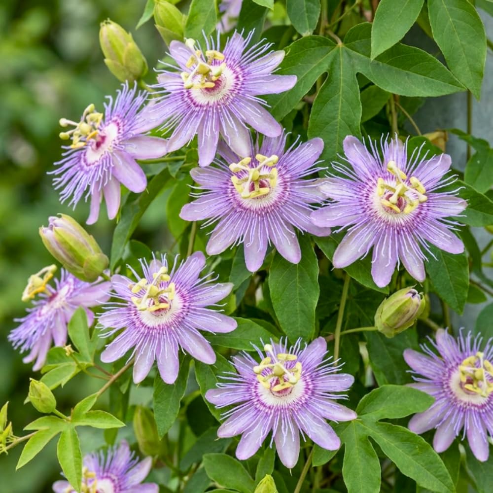 Set 2 Light Purple Passion Flower Plants Live, Passiflora Flower Vine 4-7'' Tall, Fragrant Climbing Plant for Garden, Patio, Containers
