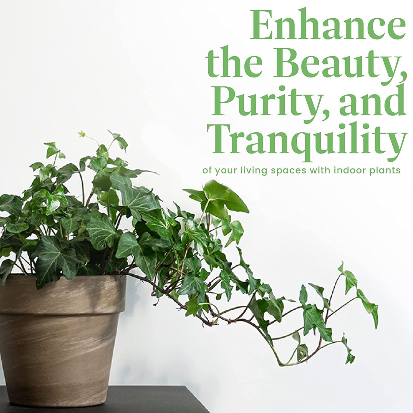 American Plant Exchange English Ivy – Live 6-Inch Potted Trailing Vine, Low-Maintenance Air-Purifying Houseplant for Hanging Baskets, Shelves & Indoor Home or Office Décor