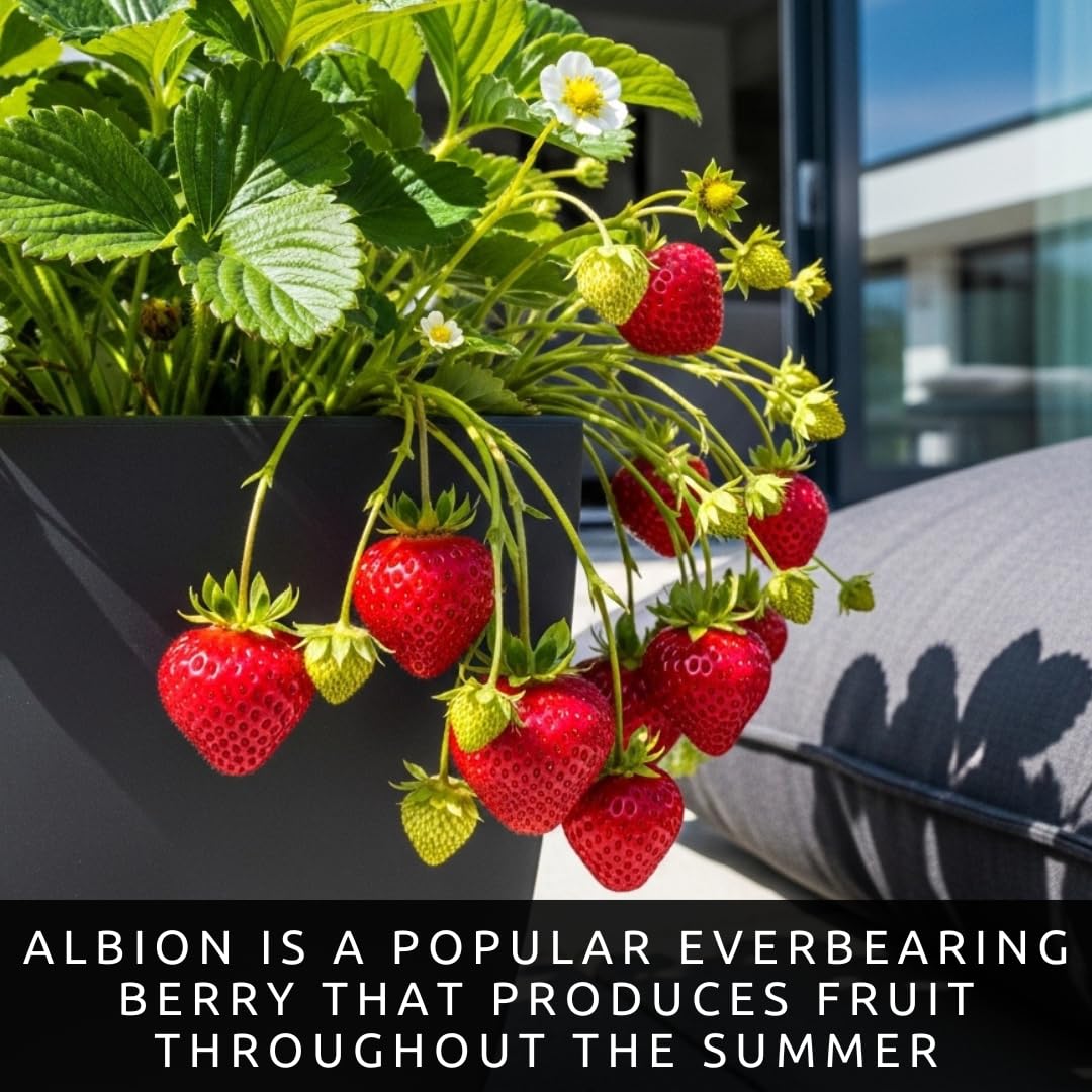 Albion Strawberry Bareroot Plants – Day Neutral Everbearing Strawberry Plants for Planting, Sweet Large Strawberries, High Yield Garden Strawberry Roots for Raised Beds & Containers (50 Plants)